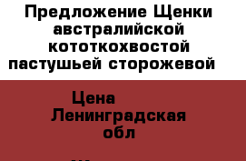 Предложение Щенки австралийской кототкохвостой пастушьей сторожевой  › Цена ­ 500 - Ленинградская обл. Животные и растения » Собаки   